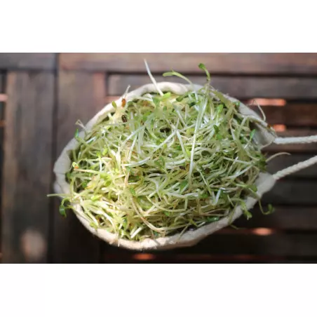 Universal Hemp Sproutbag for Easy Sprouting at Home