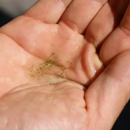 Fresh micro-algae Oregon