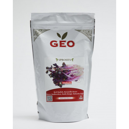 semente de rabanete vermelho bio geo germinado