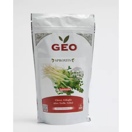 semente de trevo bio geo germinada