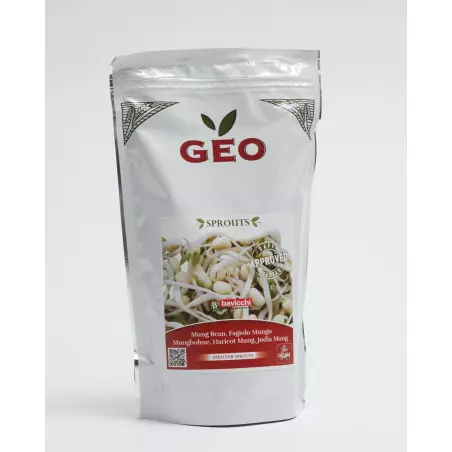 semente de feijão mungo bio geo germinado