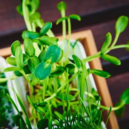 Gekeimter Sonnenblumensprossen Gesunde Rohkost Keimsaaten