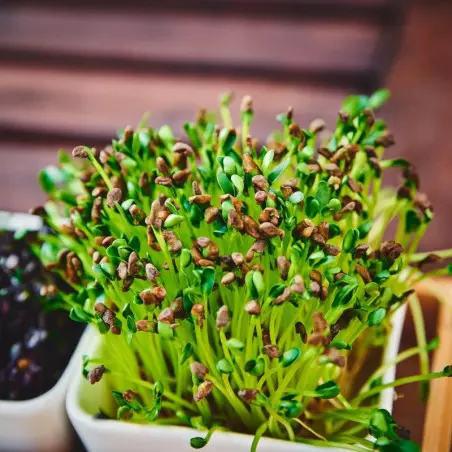 fenacho germinado brotos bio