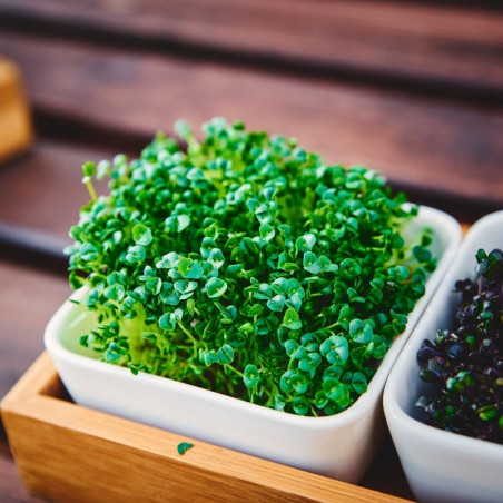 broto de semente de chia orgânica proteínas