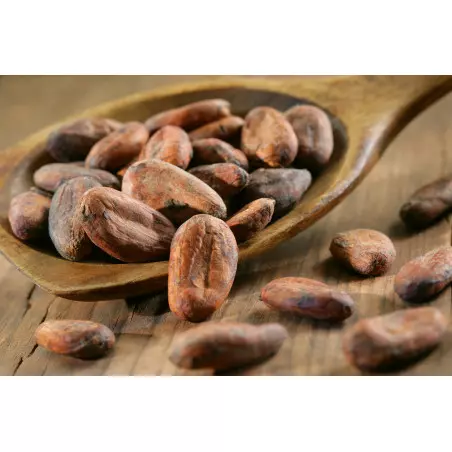 fava di cacao crudo cioccolato etico biologico