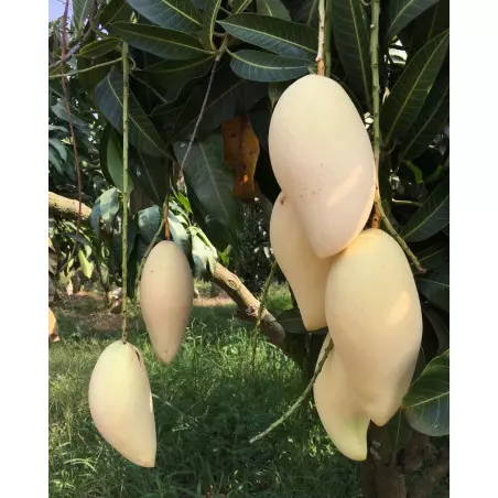 Frische Mango Nam Dok Mai Thailand Mangobaum