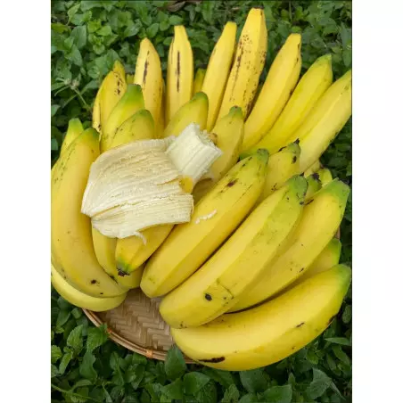 banana gros michel frescas bananeira