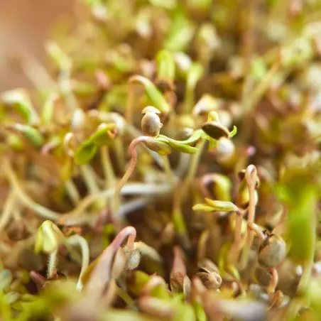 biovie 500g gekiemde hennepzaden biologisch Frans