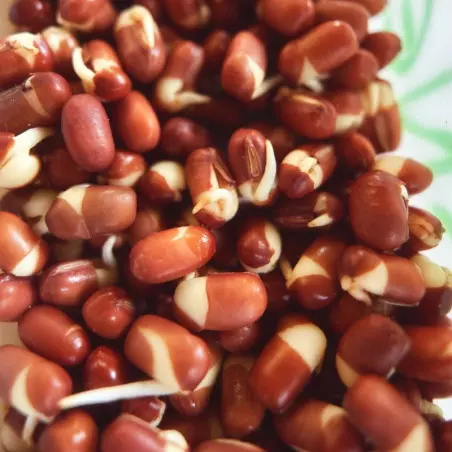 Organic red Azuki bean seeds to germinate | Bavicchi