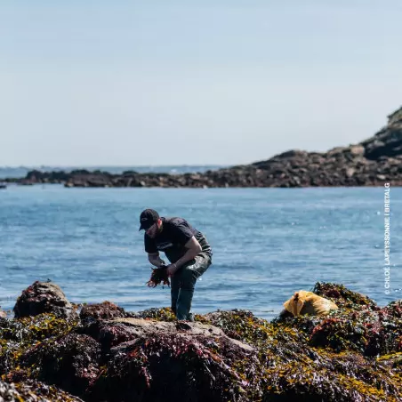 Algen auf dem Wattenmeer in der Bretagne