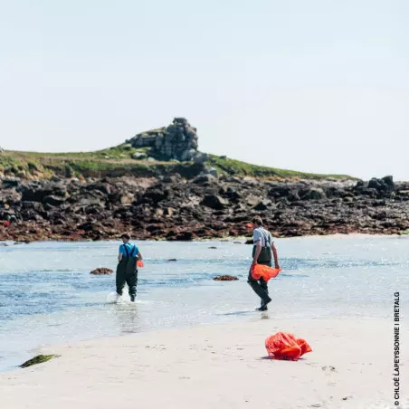 harvesting seaweed on the foreshore