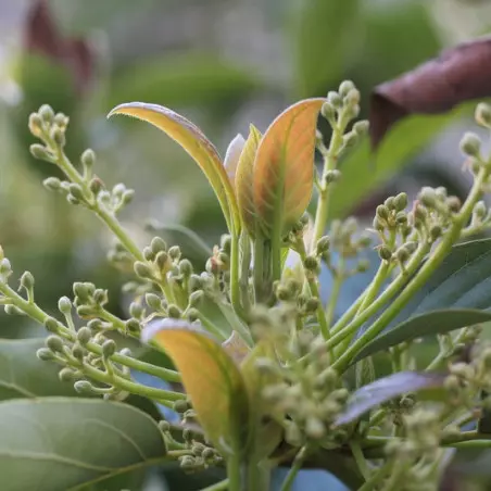 Blüte des Avocadobaums blühende Avocado Spanien