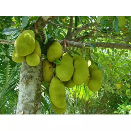 Freeze-dried jackfruit from Thailand