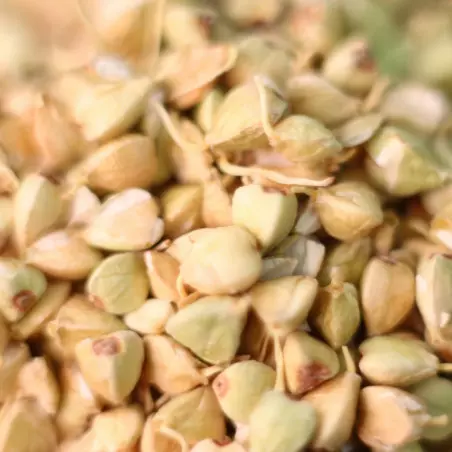 dehydrated sprouted buckwheat seeds macro