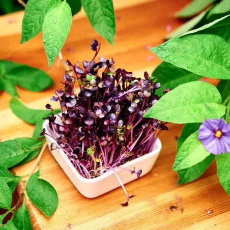 semillas de col roja germinadas brote saludable