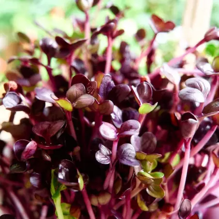 zoom feuille de chou rouge germé