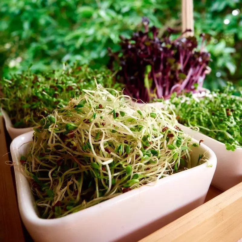 Biologische Luzernesamen (Alfalfa)