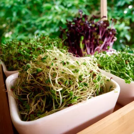 Alfalfa kiemzaden rijk aan ijzer