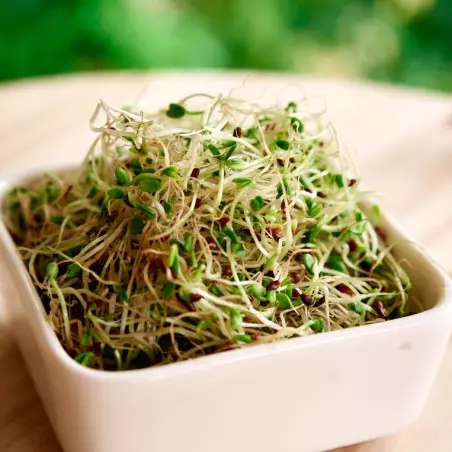 sprouted alfalfa