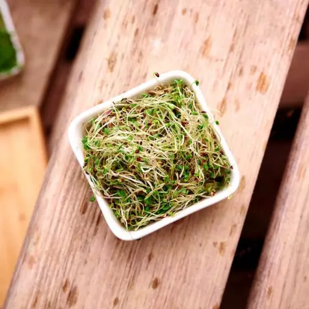 Bio-Alfalfa junge Sprossen Salat Luzerne