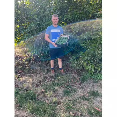 Bio-Avocado aus Spanien (5 kg)