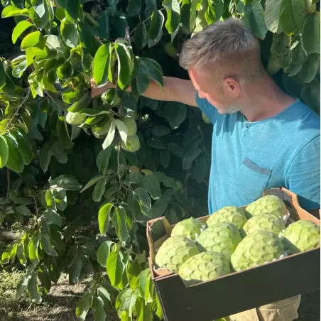 chirimoya cherimoya Spagna bio raccolta a mano