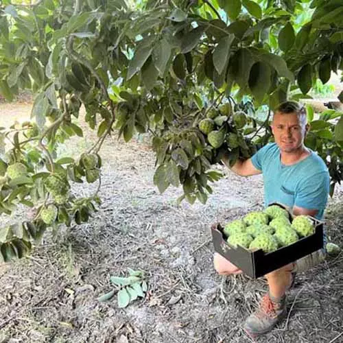 chirimoya cherimoya Spanje bio oogst