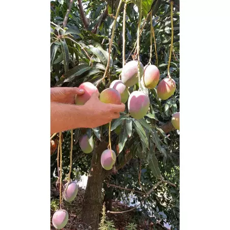 Biologische reuzenmango's uit Spanje, vers van de boom geplukt.