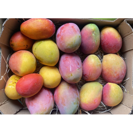 organic mangoes from Andalusia