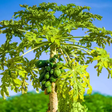 Papaya tree