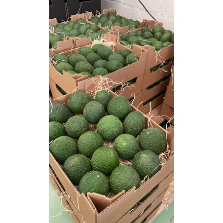 Organic Hass avocados