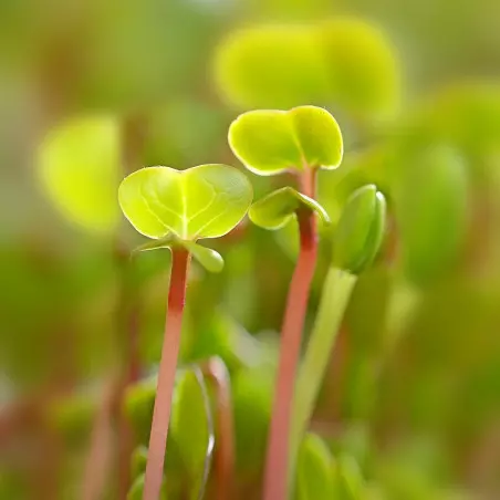 Organic Quality Seed Radish