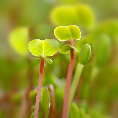 semente de rabanete bio geo germinada