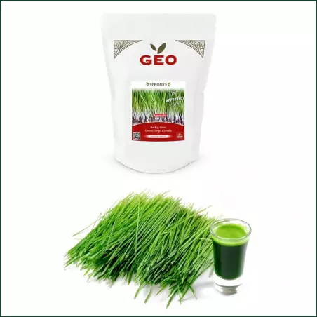 Graine Germination Bio Herbe D'Orge