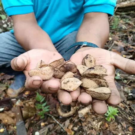 cosecha de nueces de Brasil en Bolivia zafreros