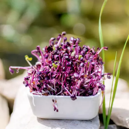 GEO sprouted seeds Red Radish