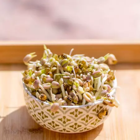 Organic mung bean seeds