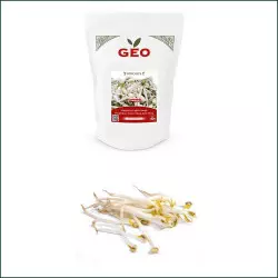 Germinazione dei Semi Bio Fagiolo Mungo