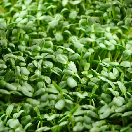 Girassol Germinado Alimentação Saudável Crua Sementes para Germinar