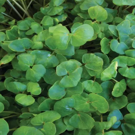 Organic Food Buckwheat Young Sprouts