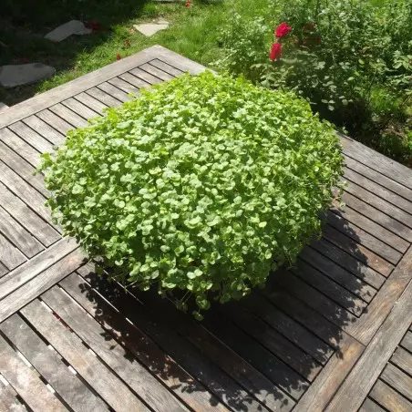 Buckwheat Seeds to Germinate Easy Growth