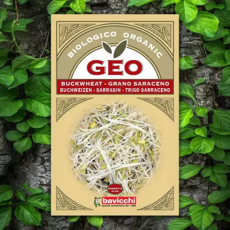 Geo Grano Saraceno Germinazione