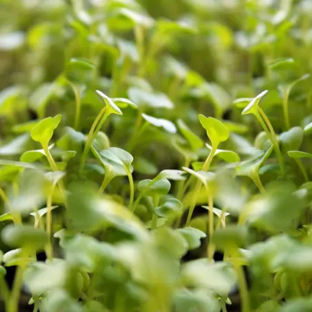 Sementes de Rúcula para Germinar Saúde Crua