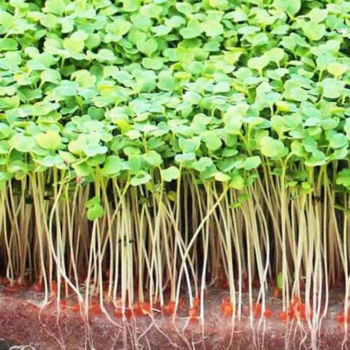 Gesundheitsnahrung Rucola Rauke