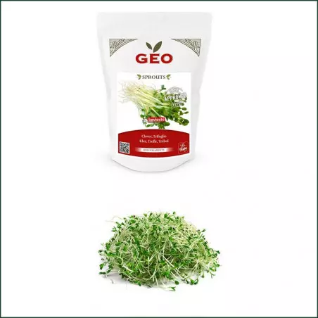 Germinação de Sementes Bio de Trevo Vermelho