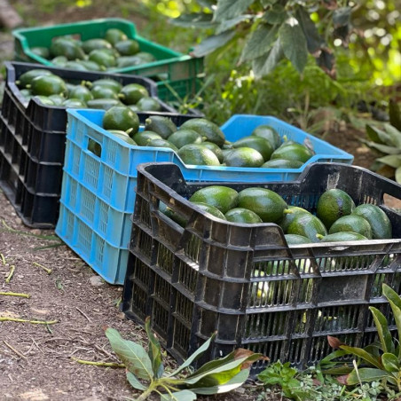 Organic avocados from Spain | Iulian Andalusia