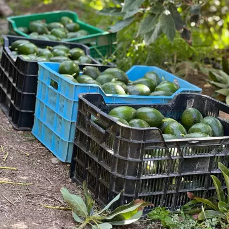 Organic Fuerte avocados from Spain - 5 kgs