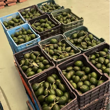 Aguacate Orgánico de España (5 Kg)