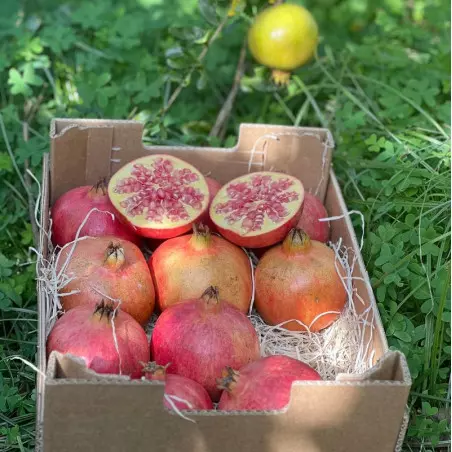 organic pomegranates at maturity Andalusia