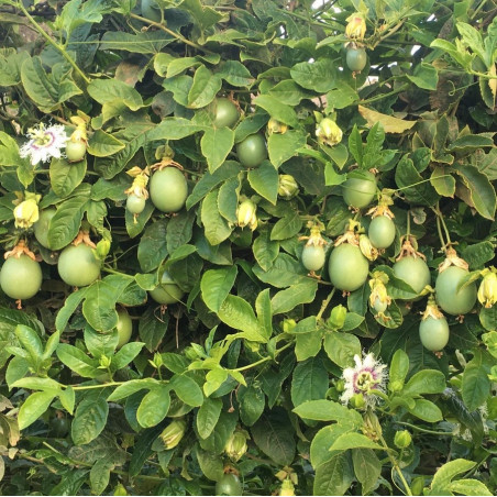 maracuyás orgánicas de España, frutas en el árbol